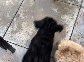 Multigenerational labradoodle puppies for sale sales near me