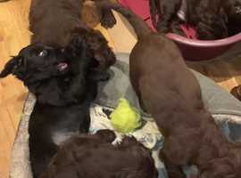 Cocker spaniel dogs and puppies hot sale for sale