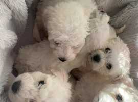 Bichon frise for store sale north east