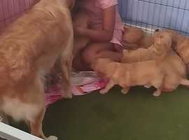 Fox best sale run goldens