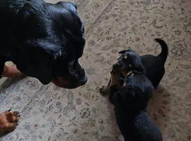 Cape Town Rescue Rottweiler Puppies Near Me Rottweiler Rescue In