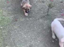 Anatolian shepherd best sale puppies near me