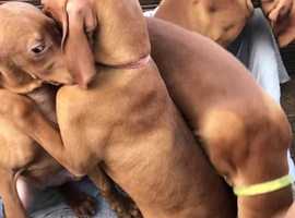 Vizsla adoption best sale near me