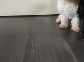 cockapoo breeders south east