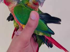 Conures for deals sale near me