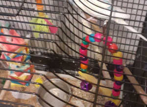 Budgies