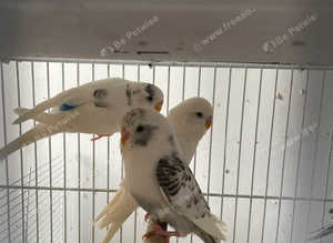 Baby budgies