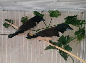 3 magpie mannequin finch