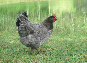 Blue maran point of lay pullets for sale