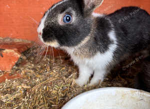 2 lop 2 dwarf rabbits