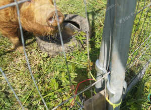 Free Tamworth boar!