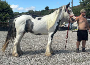 Clydesdale cross cob standing approx 14'2