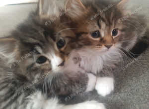 2 kittens left - 8 weeks