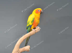 Sun conures,18