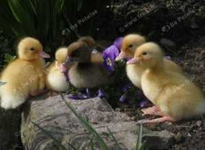 Cherry valley / khaki Campbell ducklings *sexed female*