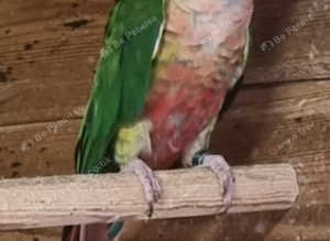 BREEDING PAIR OF CONURES
