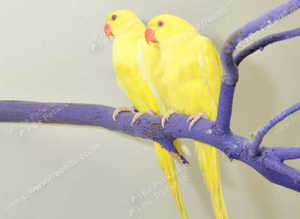 Baby Yellow Ring Neck Talking Parrots,17