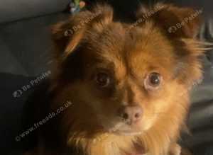 Male chihuahua