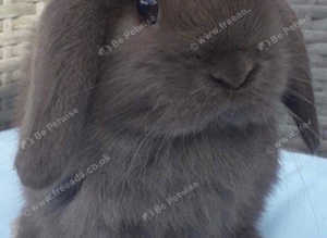MINI LOP BUNNIES - PEDIGREE