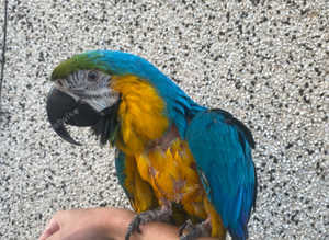Blue and gold macaw for sale with cage