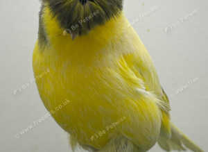 Canaries