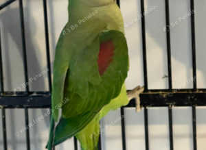 Baby alexandrine