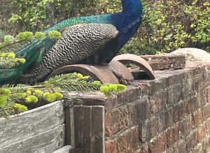 Wanted Male Peacock
