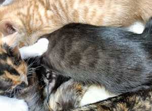 3 left Super RARE Black Ghost Spotted & Ginger Bengal X Babies