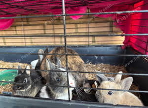 Dwarf rabbits