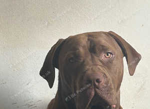 Lovely boy mastiff mix