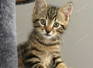 Kittens for sale