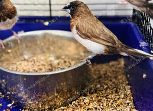 Bengali finches