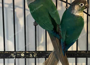 Violet conures