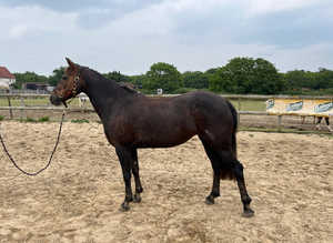 14.1h 8yr old Conamarra