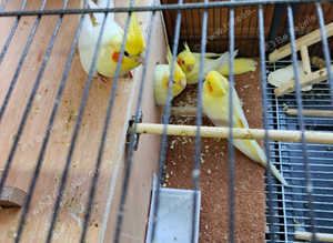 WANTED BREEDING PAIRS