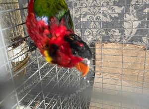 Yellow bib lory rare bird
