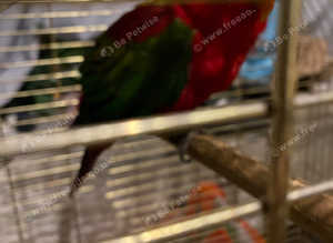 Chattering lory