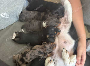 Dachshund x puppies