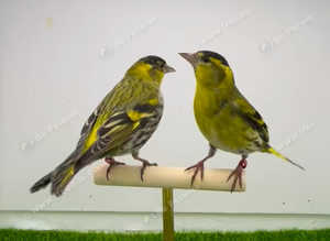 Siskin