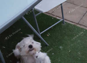 2 FEMALE WESTIE PUPPIES