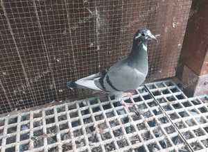 Racing pigeons