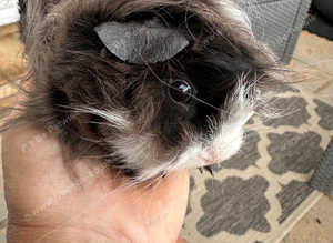 Male long haired guinea pigs looking for new homes.