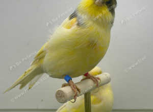 Norwich canaries