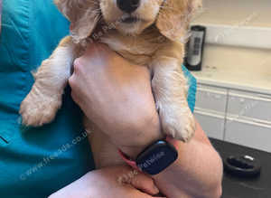 Microchipping