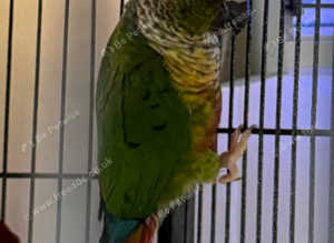 Young conure Glasgow