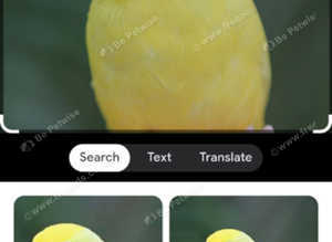 Baby parrotlets hand reaerd