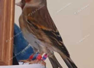 Goldfinch mule