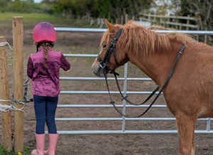 Beautiful kind chestnut pony