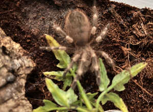 Nhandu tripepii Brazilian blonde grown on spiderling