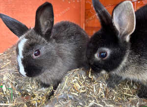 Rabbits for sale